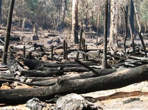 Logging at Brown Mountain