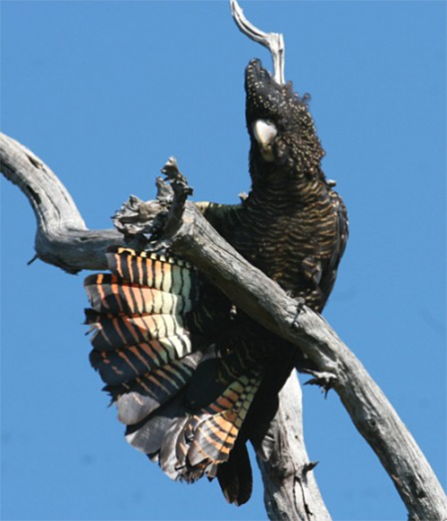 Female South-Eastern Red-Tailed Black-Cockatoo
