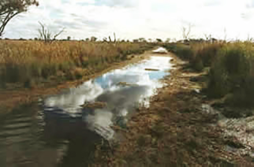 Windella Ramsar wetland before clearing